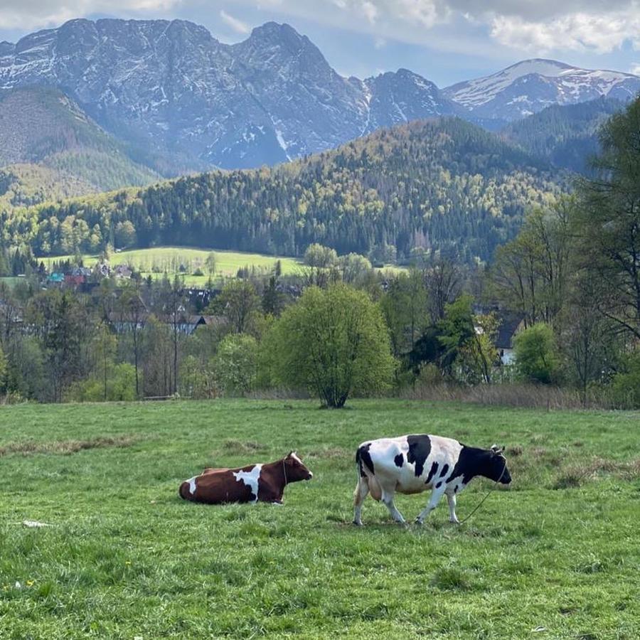 Apartament Poleczka Zakopane Koscielisko Esterno foto